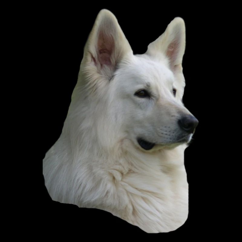 weisser Schäferhund Kopf