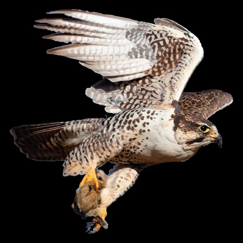 Sacred Falcon in flight