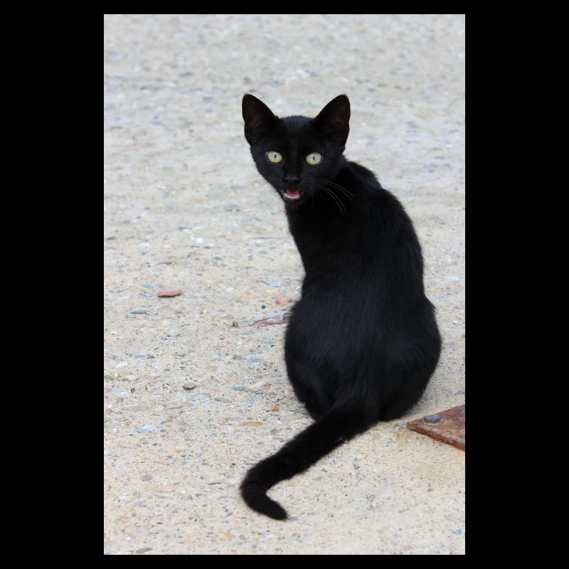 Katze schwarz