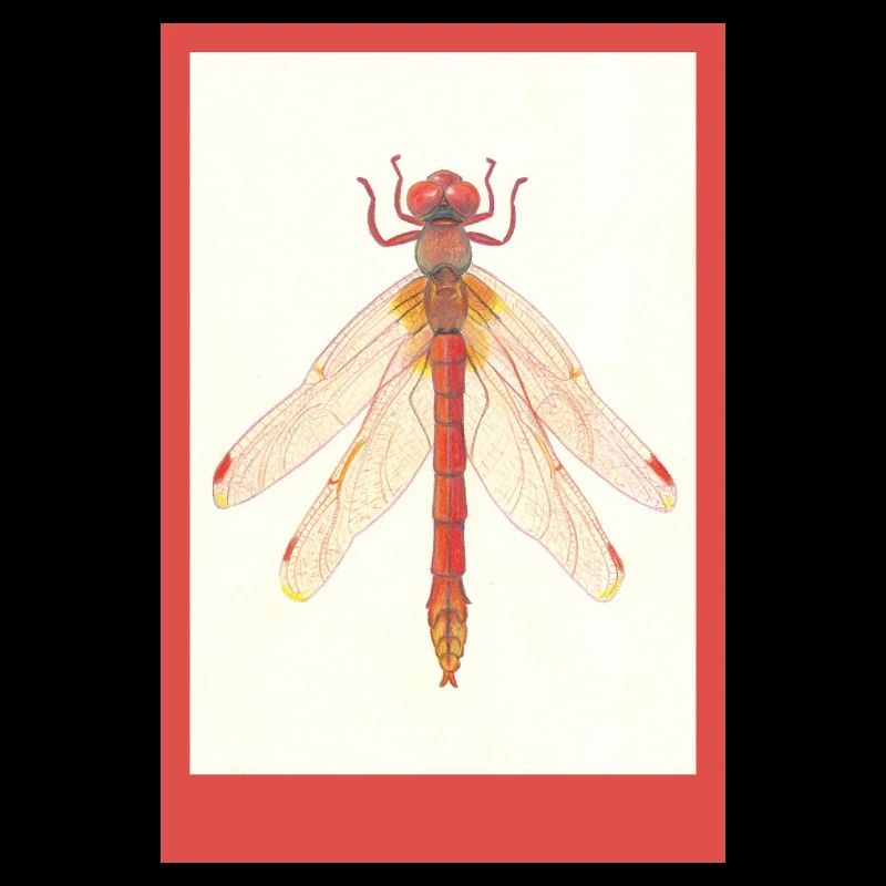 Rote Libelle Illustration
