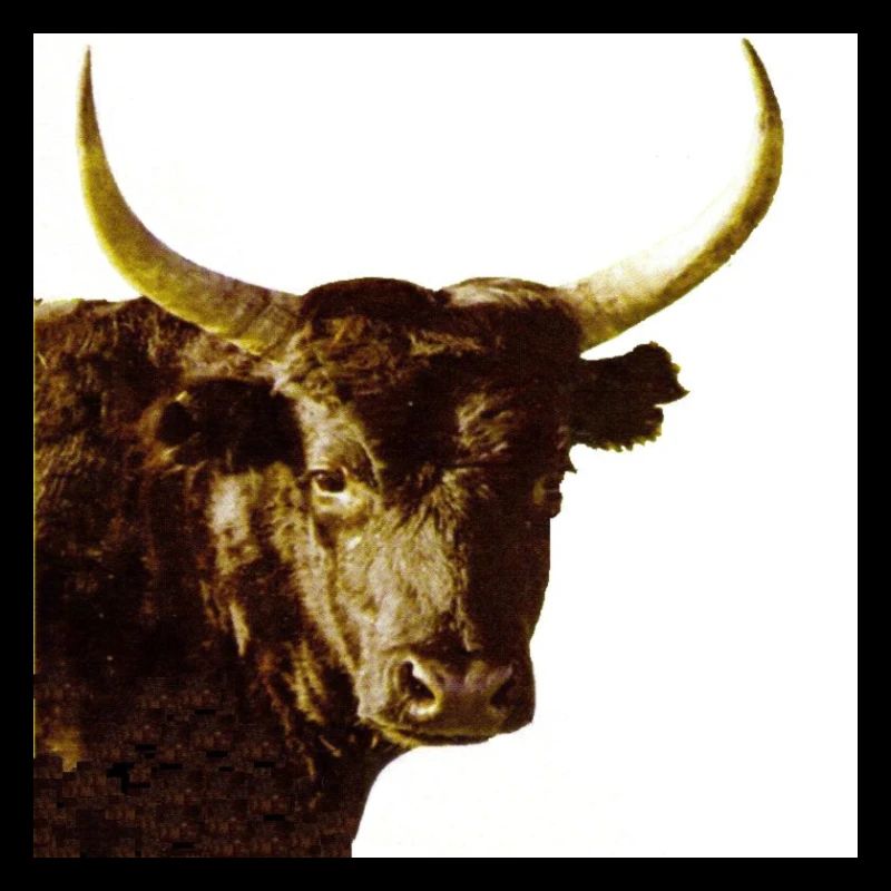 taureau de camargue