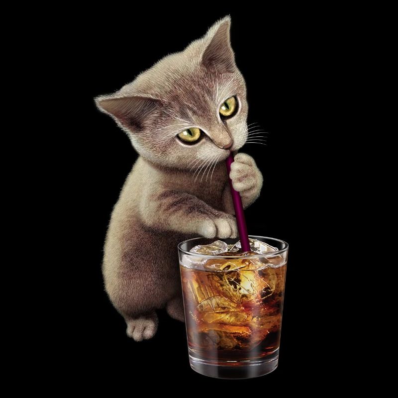 CAT & SOFT DRINK 2017