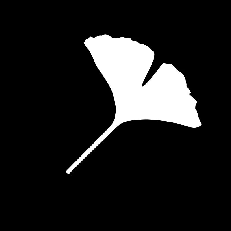 ginkgo ginko blatt
