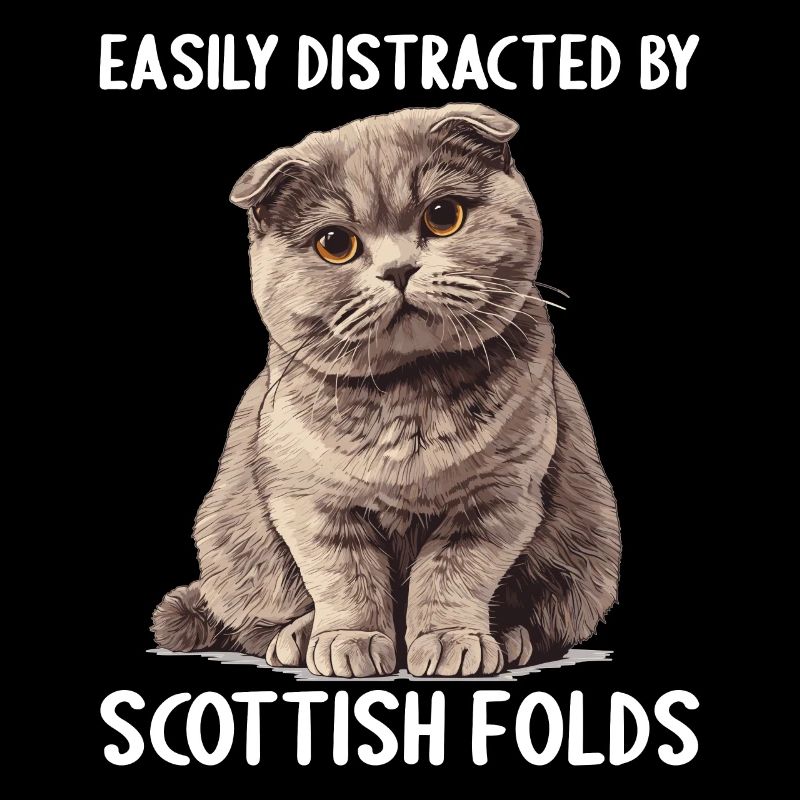 Scottish Fold Kitten Scottish Fold chat