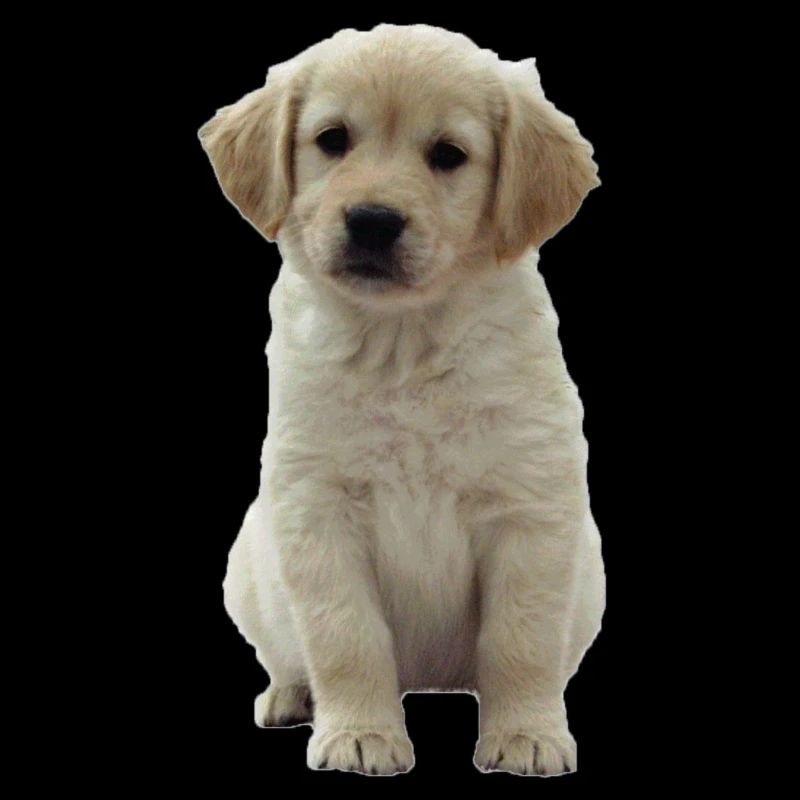 Golden Retriever Welpe Niki