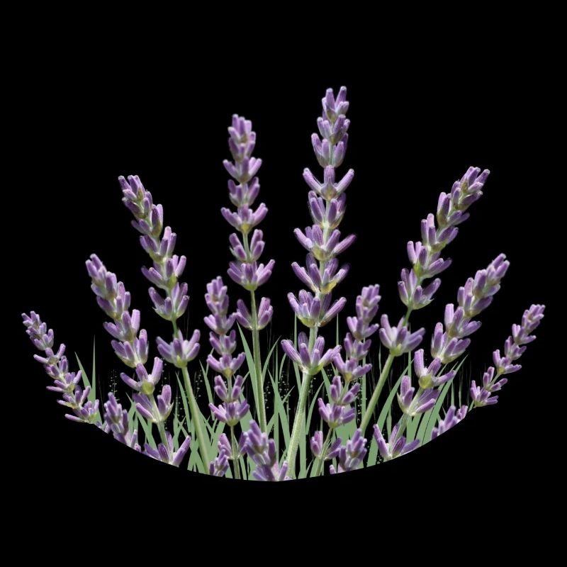 Lavender Straws Lavender