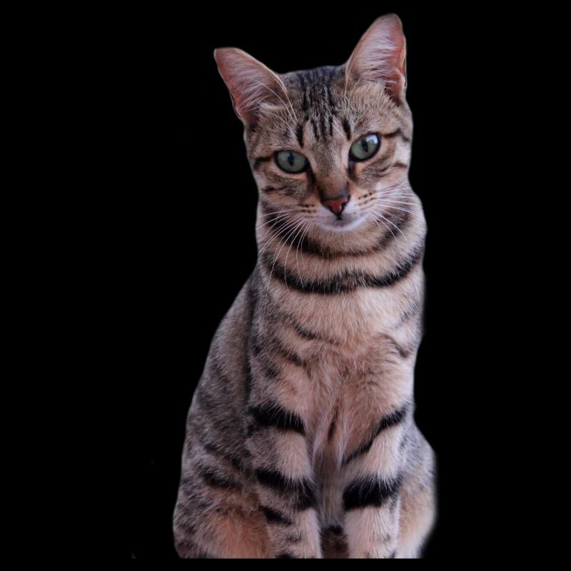 Chaton chat