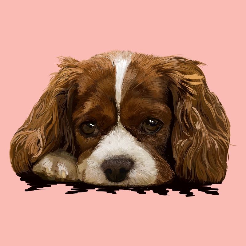 spaniel