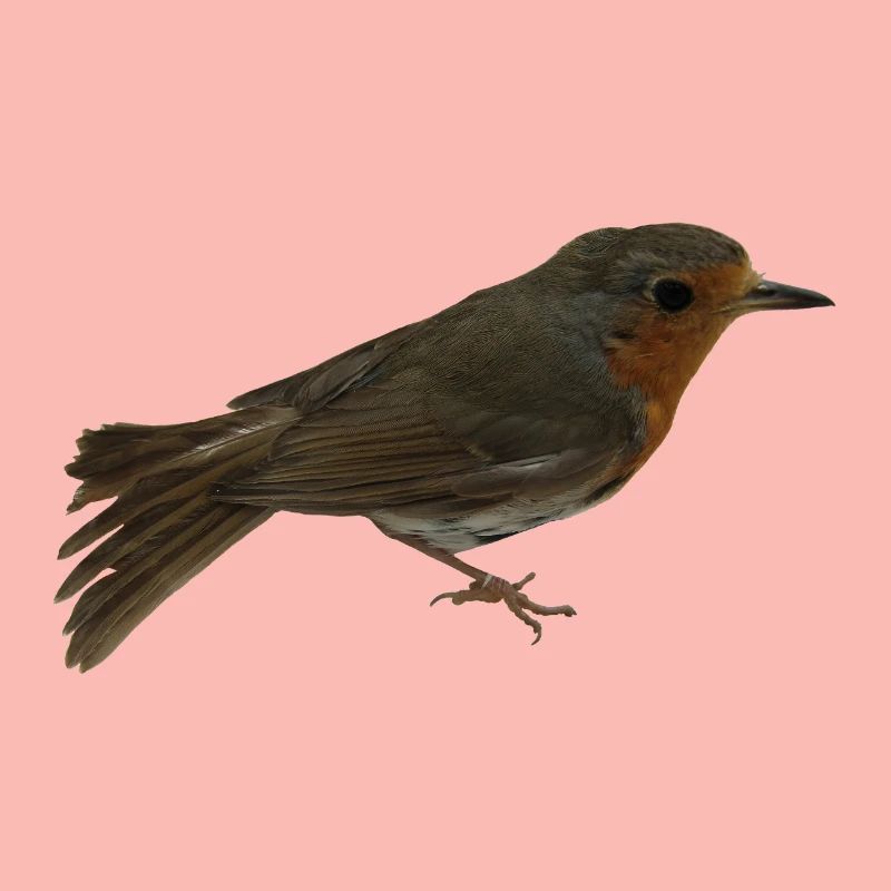Robin