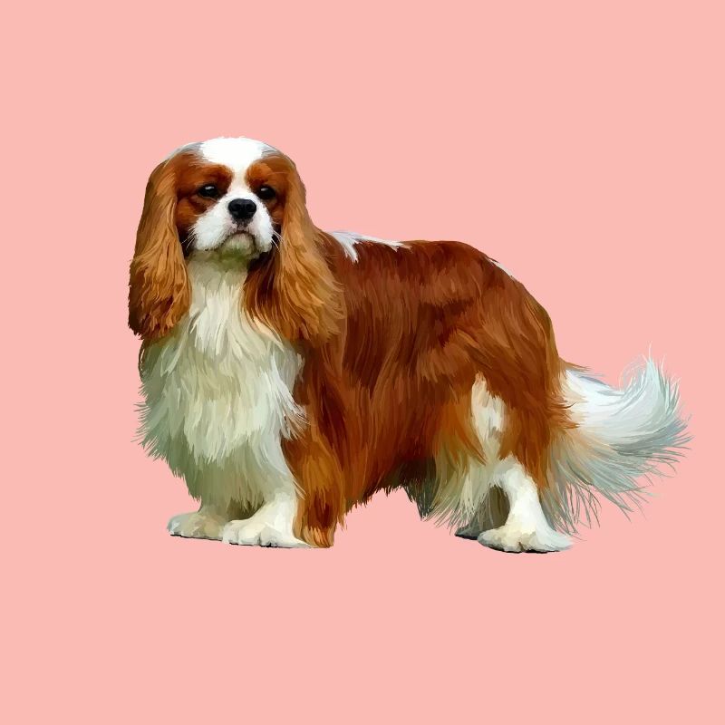 Cavalier King Charles Spaniel