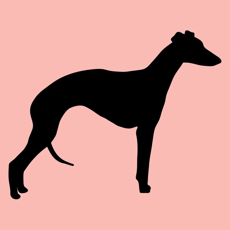Whippet