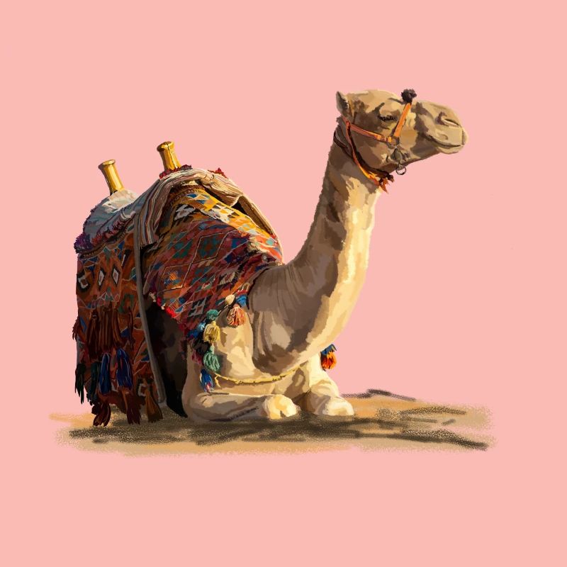 kamel