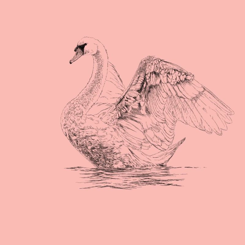 Schwan