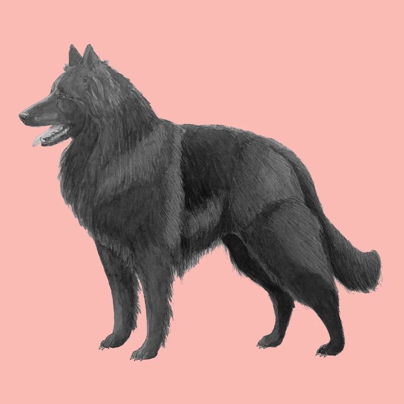 Groenendael