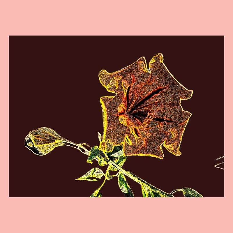 Solandra