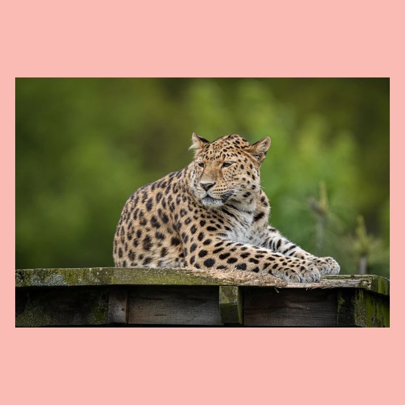 Leopard