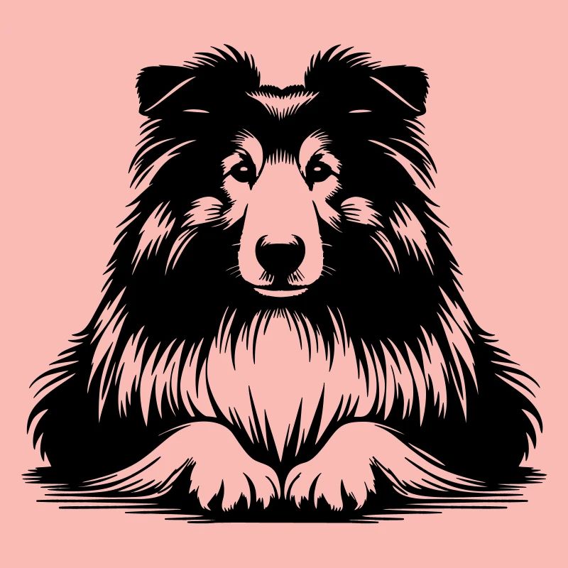 Collie
