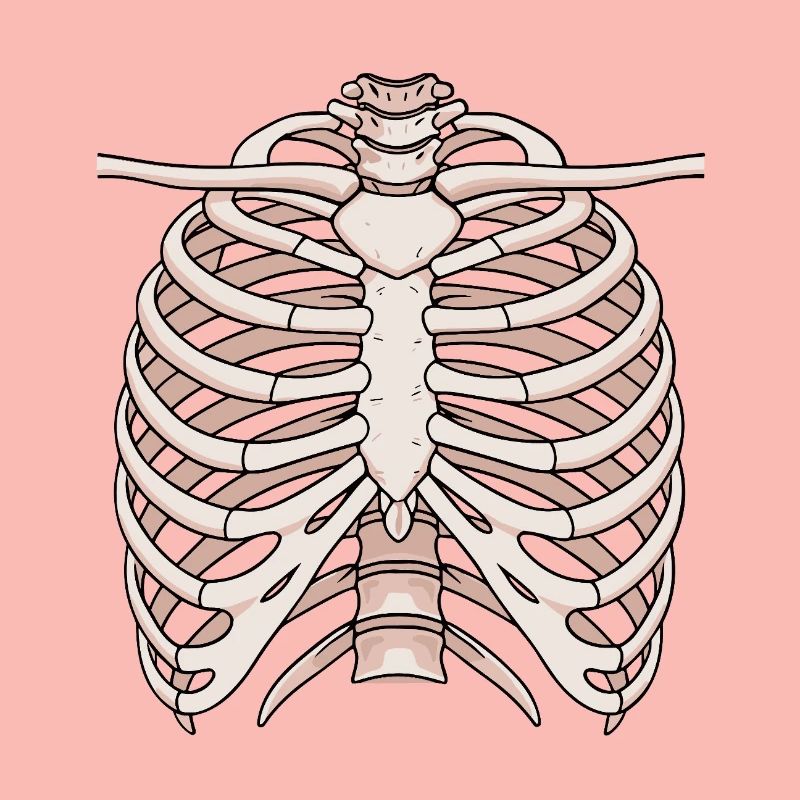 Structure anatomique du sternum et des côtes