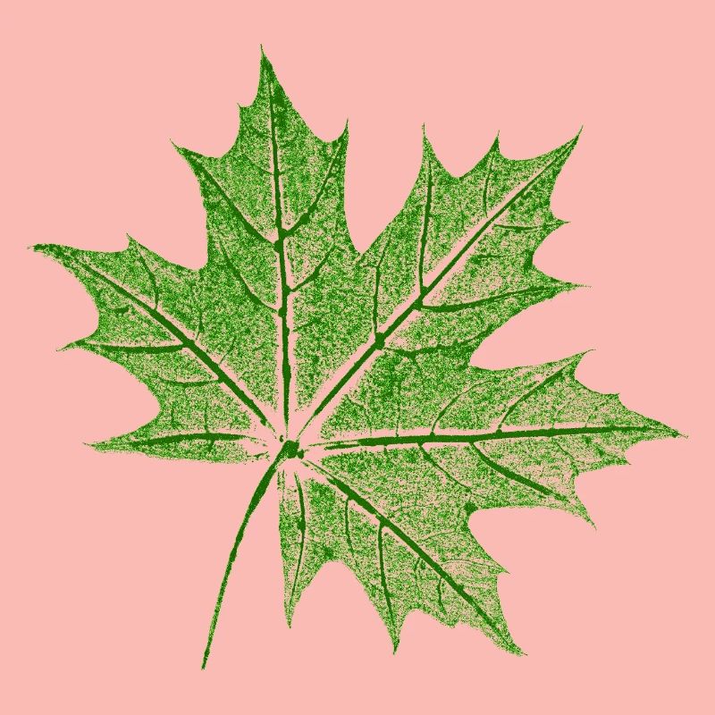 Leaf Maple / Maple Leaf