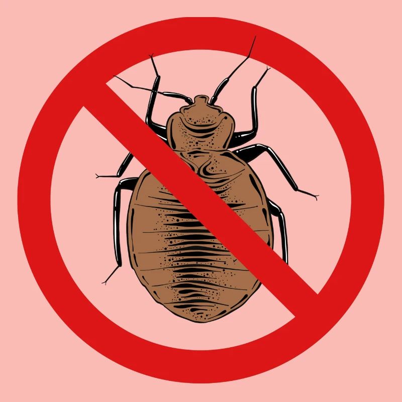 bed bug, bed bug