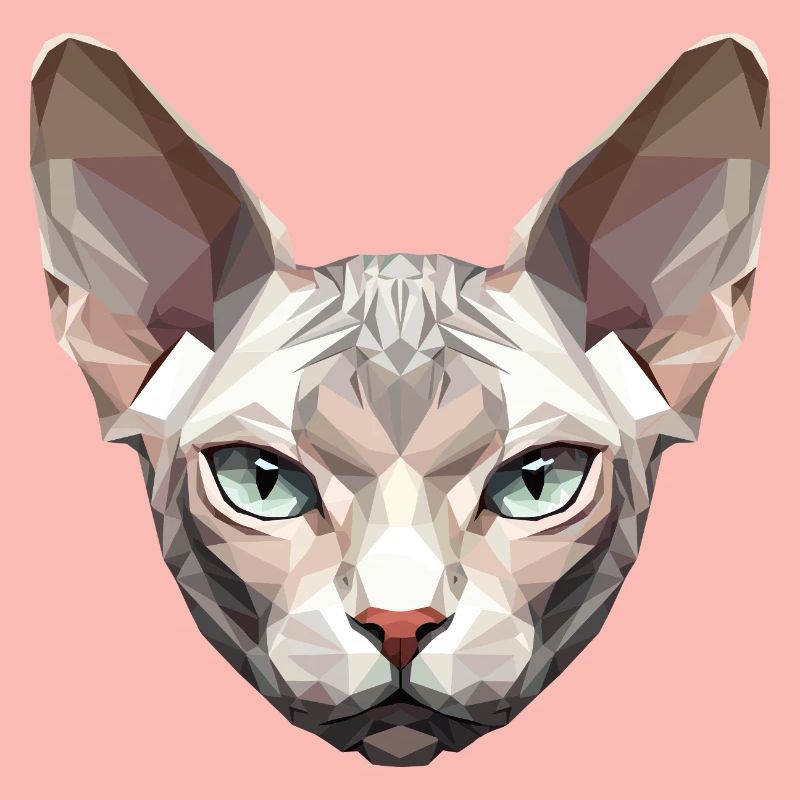 Sphynx Chat Sphynx Chat Chat Canadien Sphinx mignon