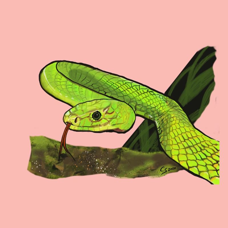 Serpent vert brillant dans la jungle