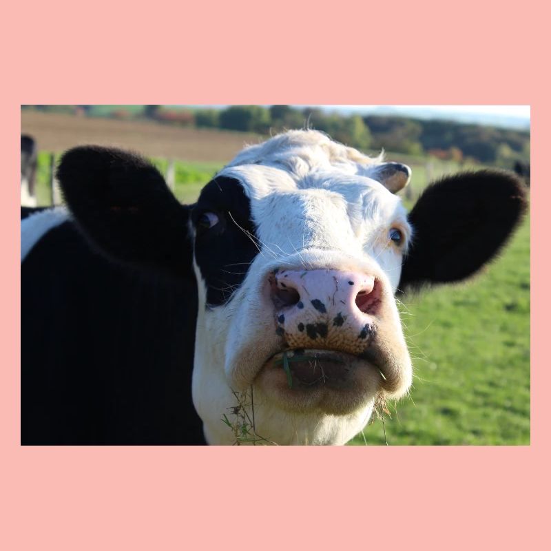 Affiche vache