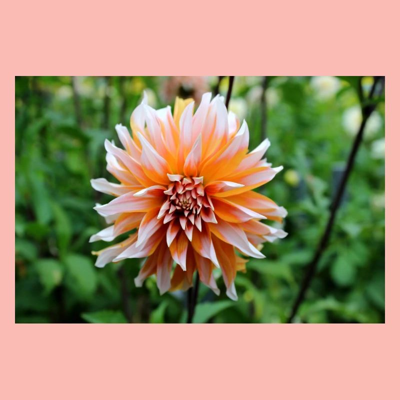 Dahlia Orange Fleur Blanche, Fleur
