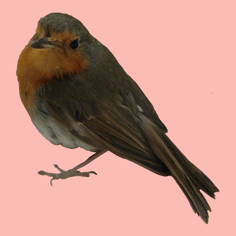 Rotkehlchen