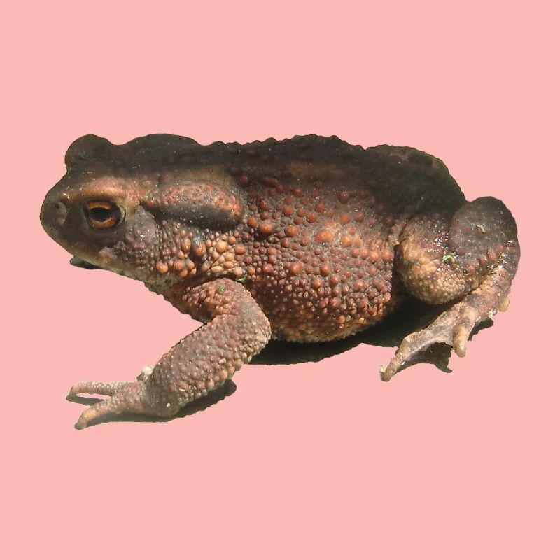 toad