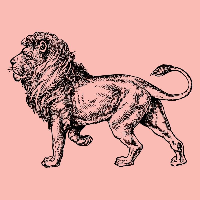 Big lion black and withe