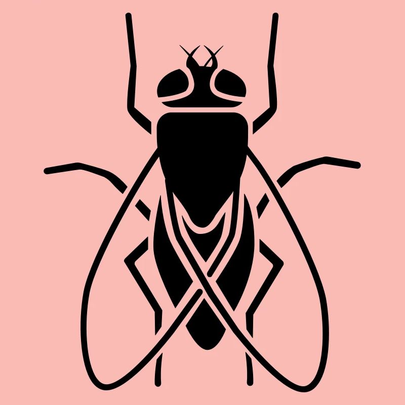Insect - fly