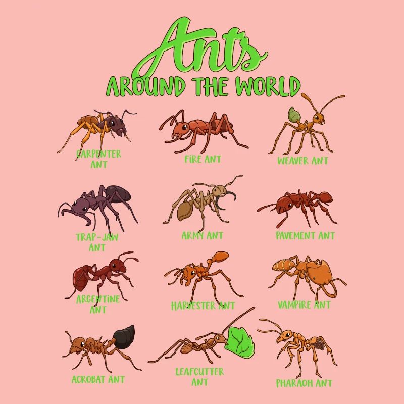 Fourmis du monde - Espèces de fourmis