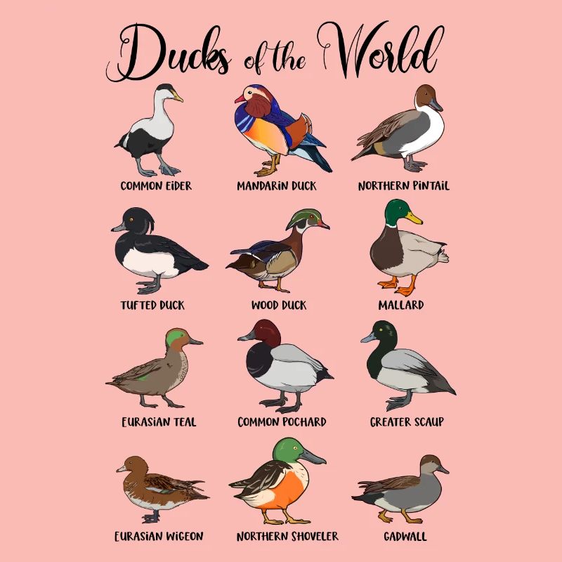 Different ducks - types of ducks
