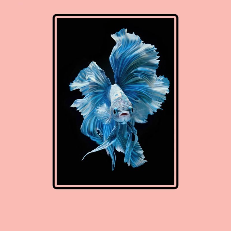 Bettas Betta Fish Betta