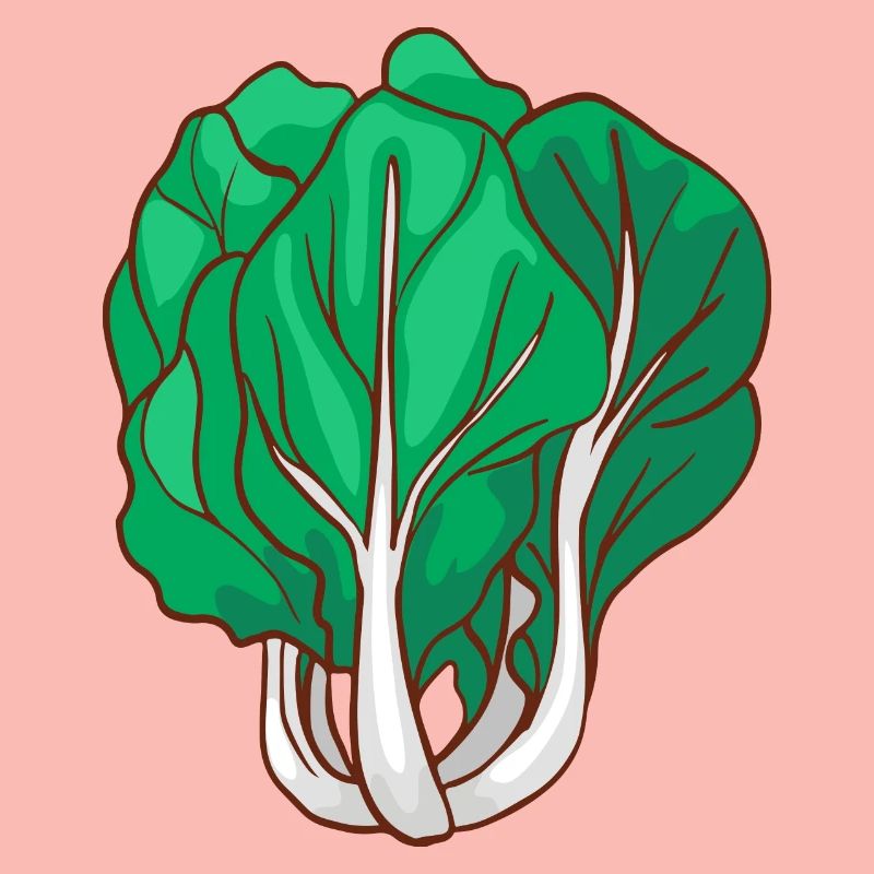 Pak Choi Bok Choy Paksoi Mustard Cabbage Leaf cabbage