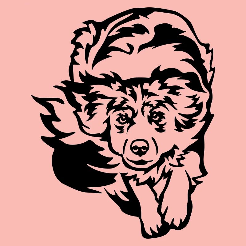 Australian Shepherd