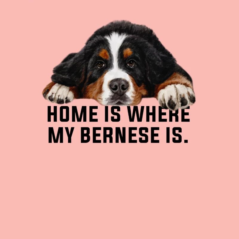 Bouvier bernois