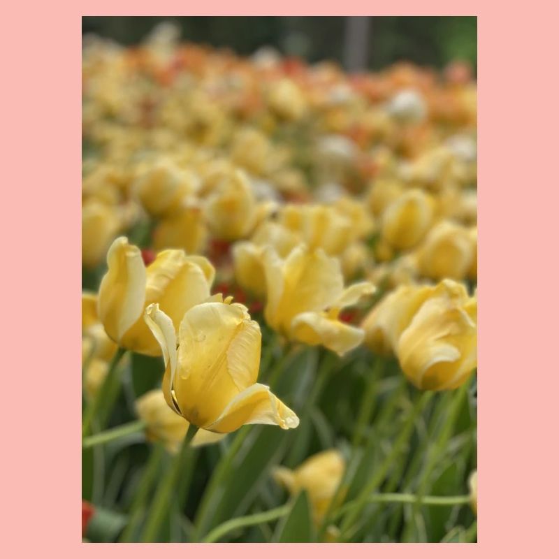 Tulpenmeer gelb