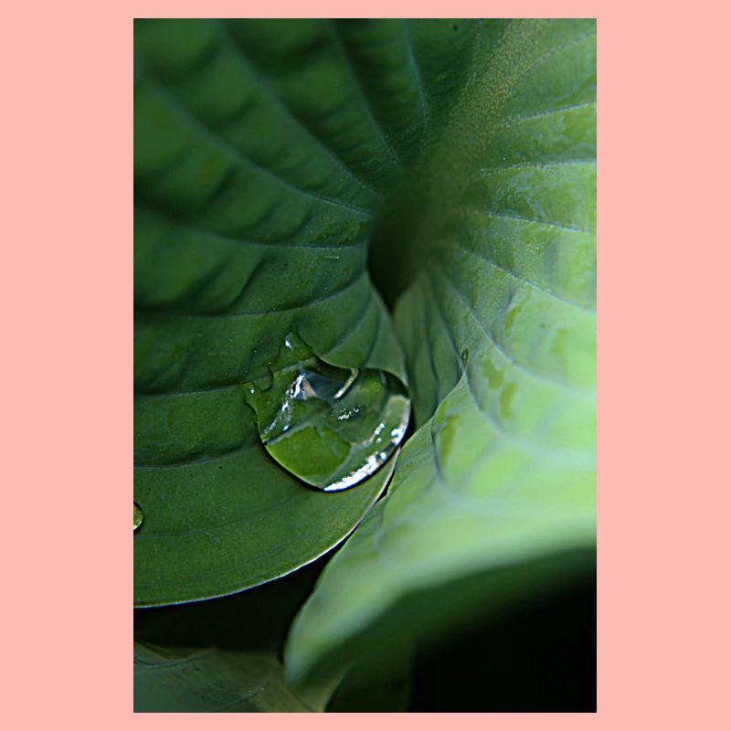 Leafy green tropical dew