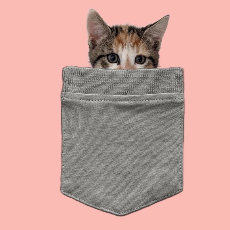 Katze in der Tasche - Ein Kätzchen blickt durch