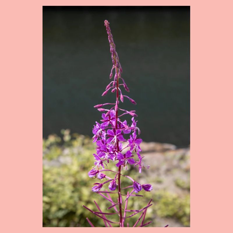 fireweed also willow herb also rosebay willowherb