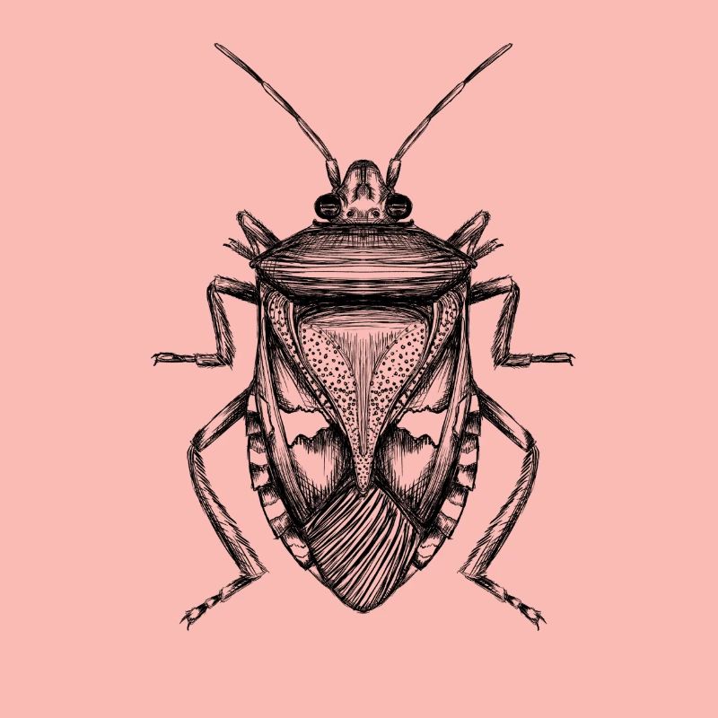 Bug