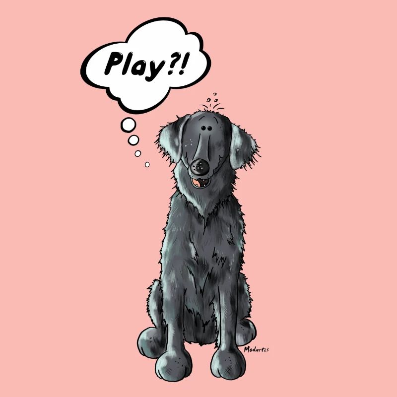 Flat Coated Retriever Play