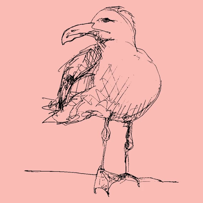 Möwe