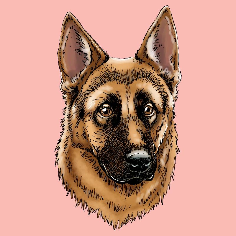 German Shepherd