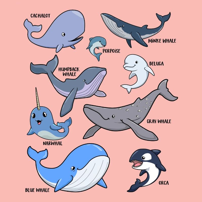 De nombreuses espèces différentes de baleines
