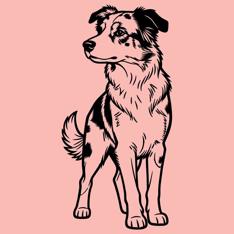 Australischer Schäferhund