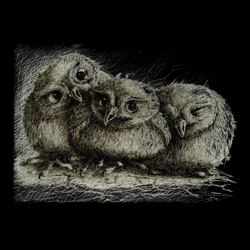 three young owls