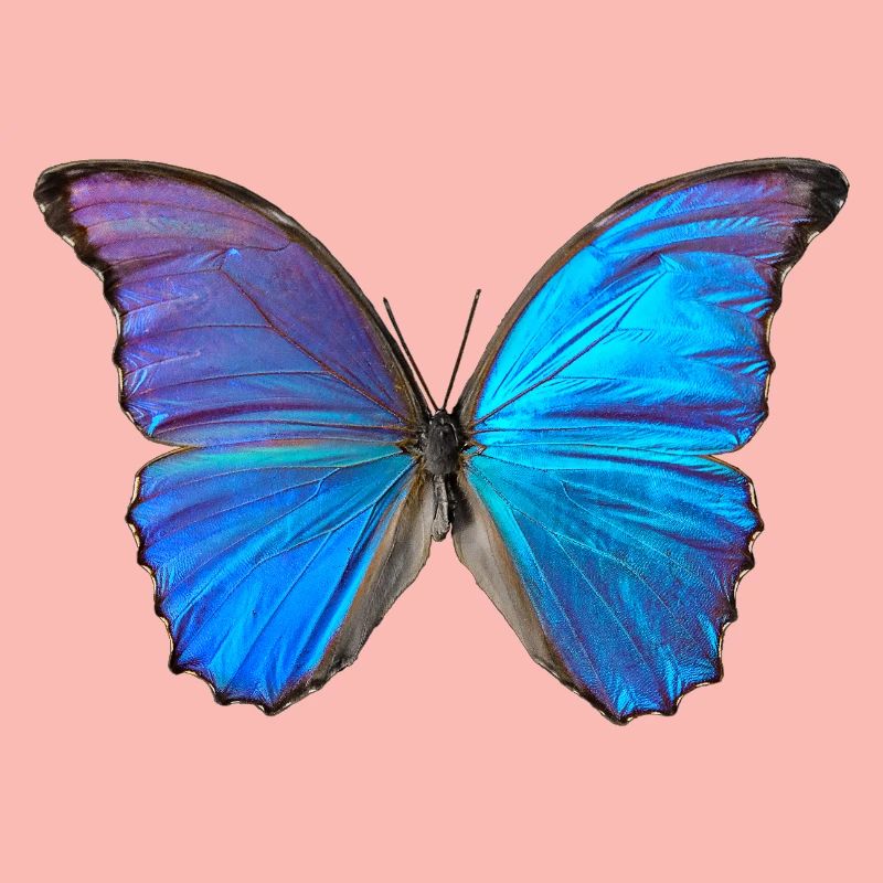 Papillon bleu